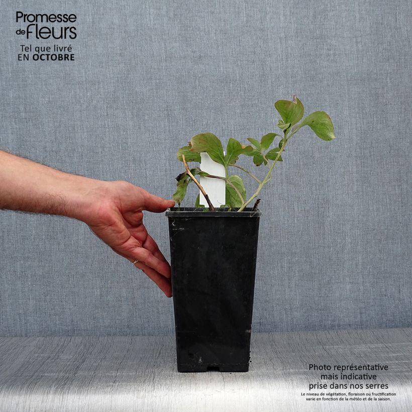 Example of Paeonia lactiflora Inspecteur Lavergne - Edel-Pfingstrosen Topf mit 3L/4L as you get in automne