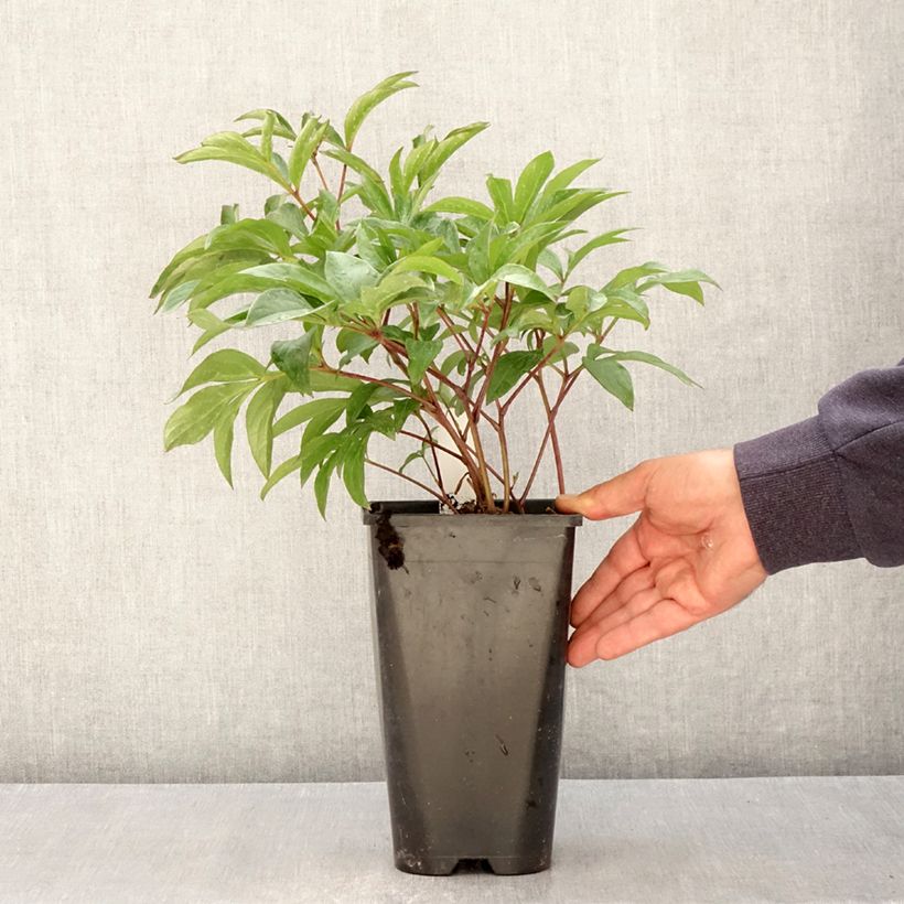 Exemplar von Paeonia lactiflora Inspecteur Lavergne - Edel-Pfingstrosen Topf mit 3L/4L wie im Frühjahr geliefert