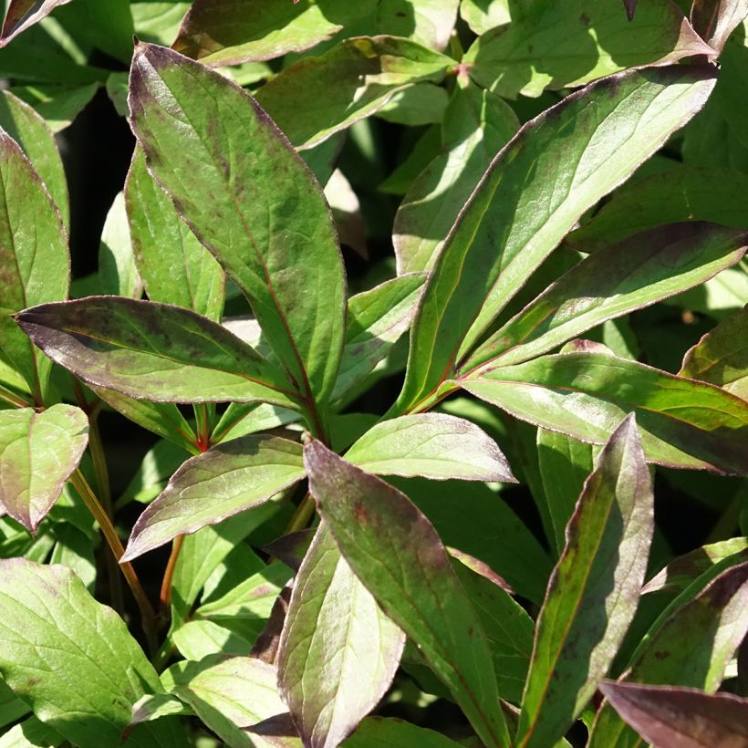 Paeonia lactiflora Jacorma - Edel-Pfingstrosen (Foliage)