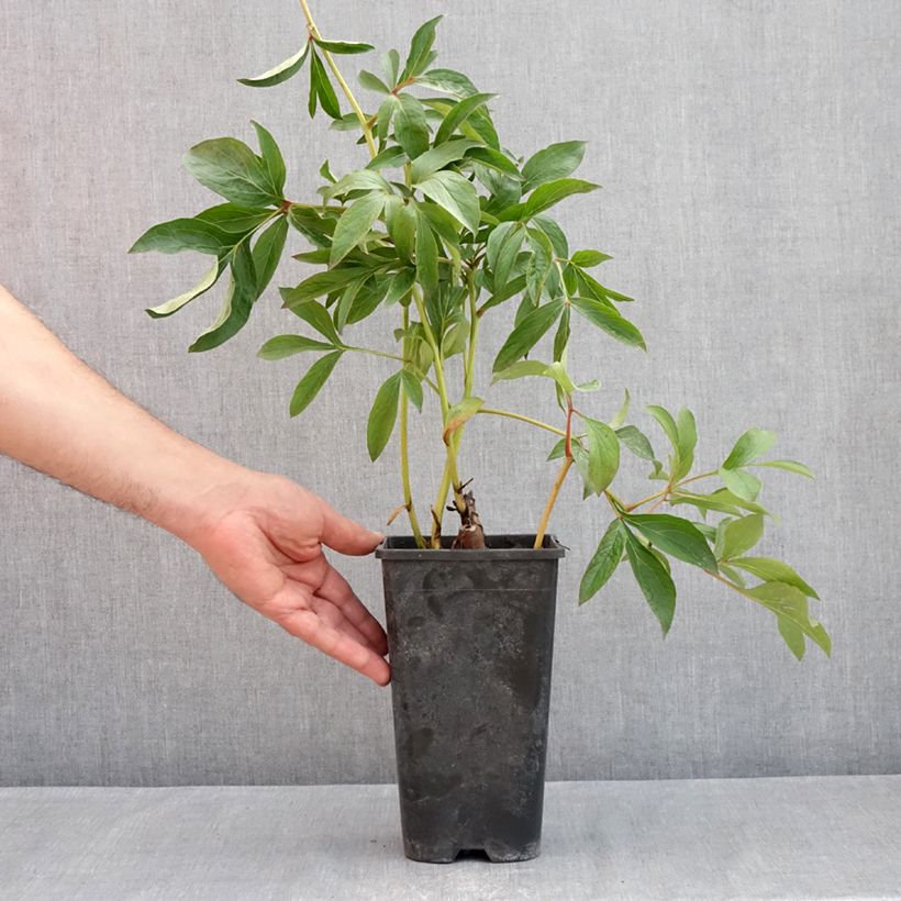Example of Paeonia lactiflora Jacorma - Edel-Pfingstrosen Topf mit 3L/4L as you get in printemps