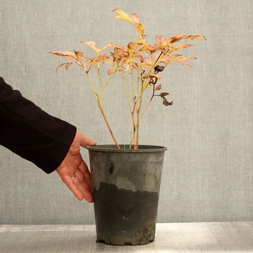 Example of Paeonia lactiflora Jan van Leeuwen - Edel-Pfingstrosen Topf mit 3L/4L as you get in automne