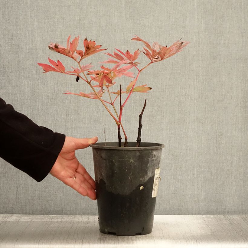 Example of Paeonia lactiflora Kansas - Edel-Pfingstrosen Topf mit 3L/4L as you get in automne