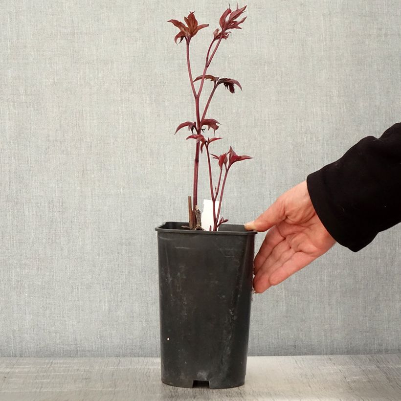 Exemplar von Paeonia lactiflora Karl Rosenfield - Edel-Pfingstrosen Topf mit 3L/4L wie im Frühjahr geliefert