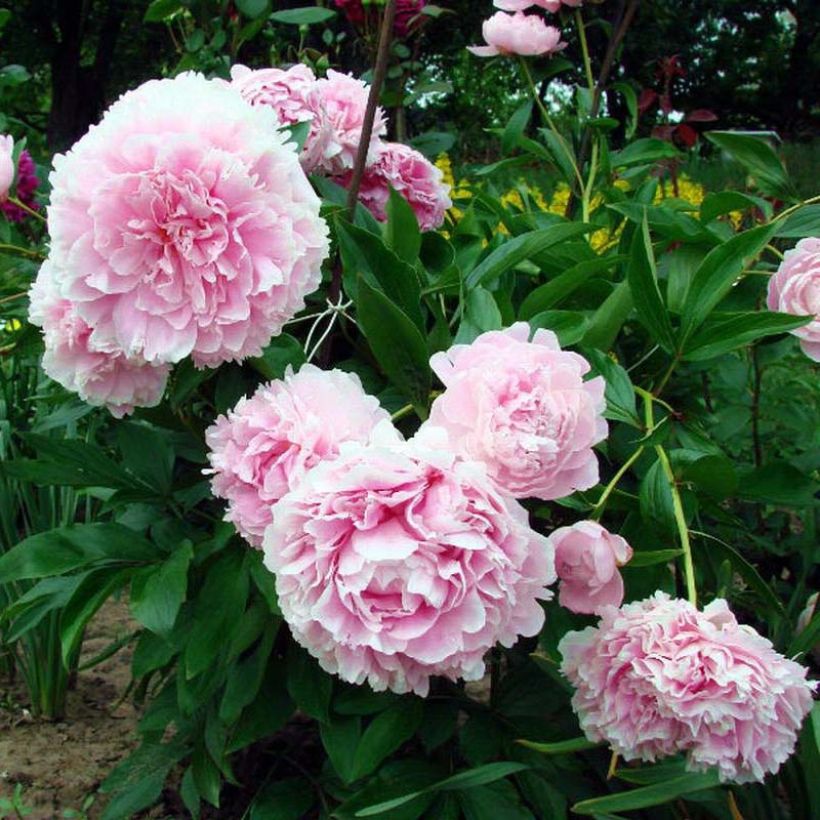 Paeonia lactiflora Lady Orchid - Edel-Pfingstrosen (Flowering)