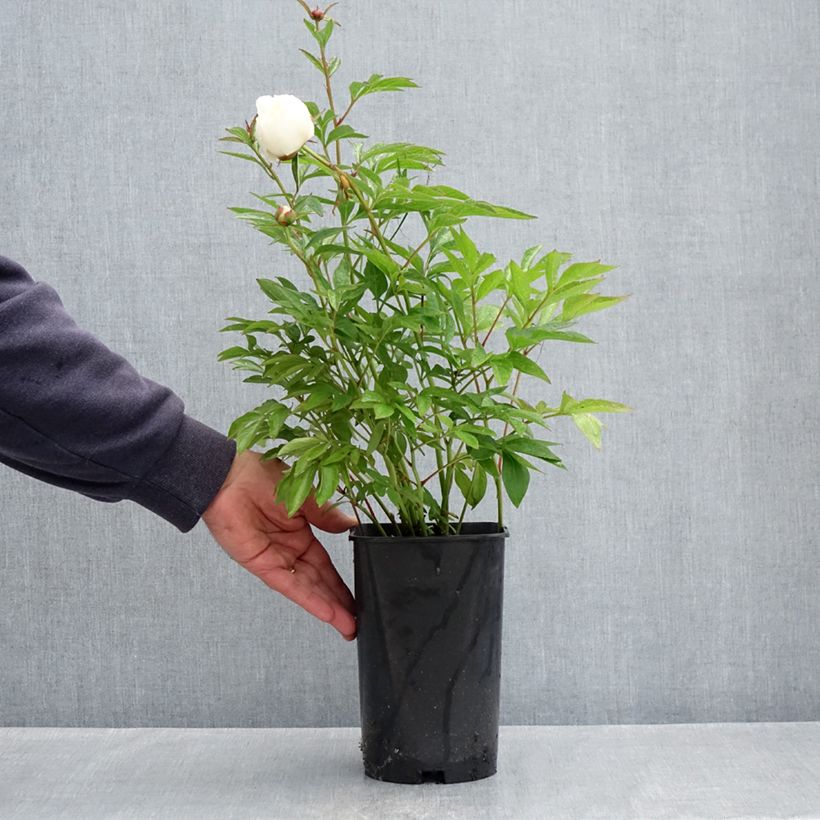 Example of Paeonia x lactiflora Lancaster Imperial - Edel-Pfingstrosen Topf mit 4L/5L as you get in printemps