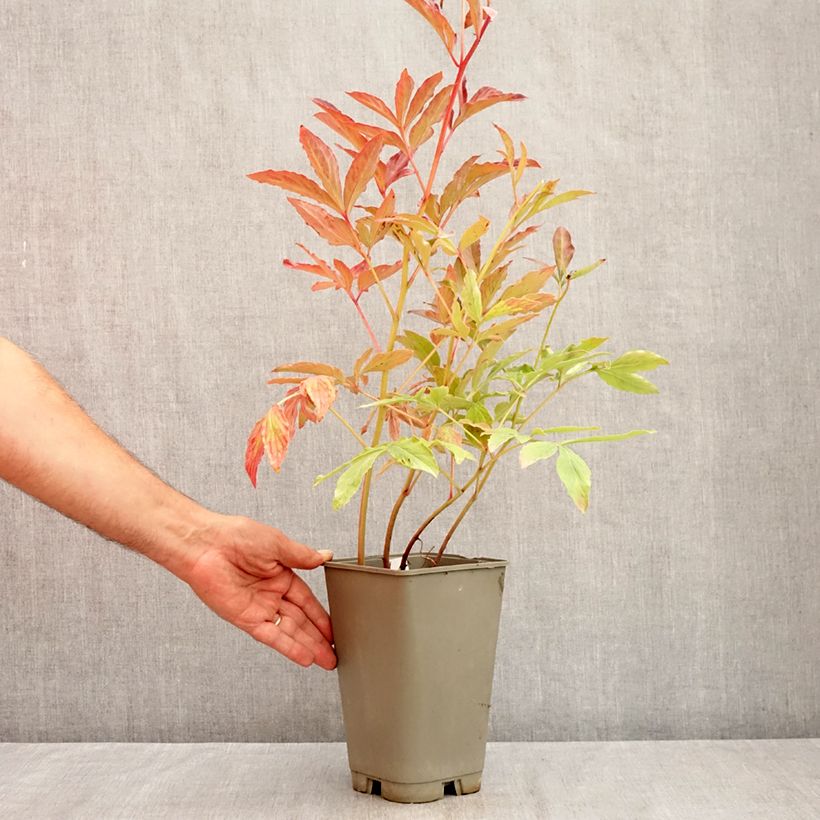 Exemplar von Paeonia lactiflora Laura Dessert - Edel-Pfingstrosen Topf mit 3L/4L wie im Sommer geliefert