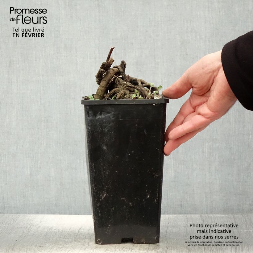 Exemplar von Paeonia lactiflora Laura Dessert - Edel-Pfingstrosen Topf mit 3L/4L wie im Winter geliefert