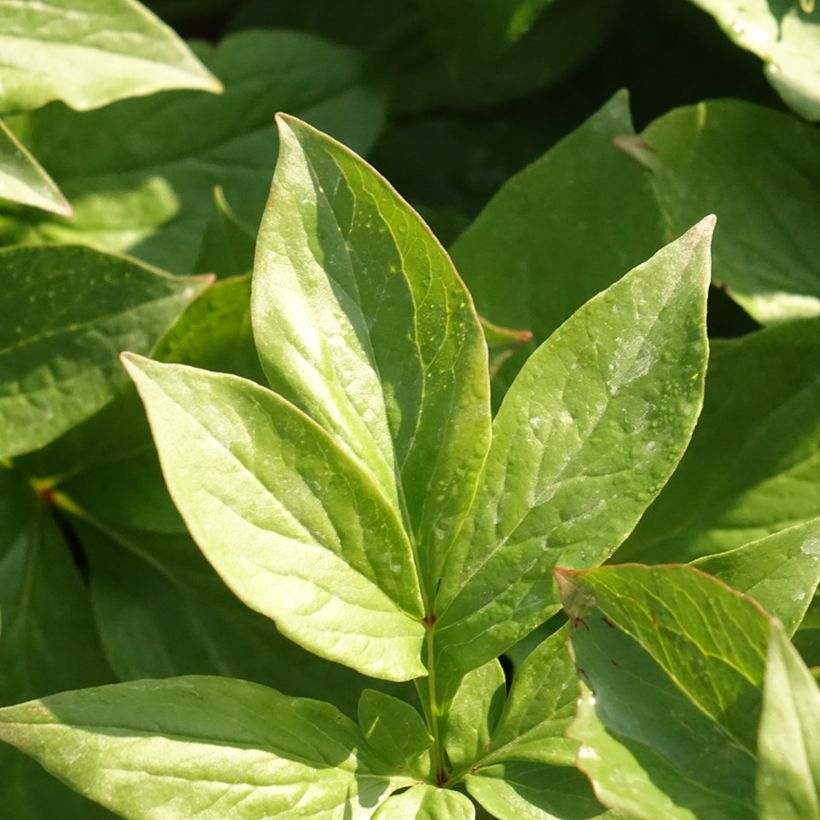 Paeonia lactiflora Lemon Chiffon - Edel-Pfingstrosen (Foliage)