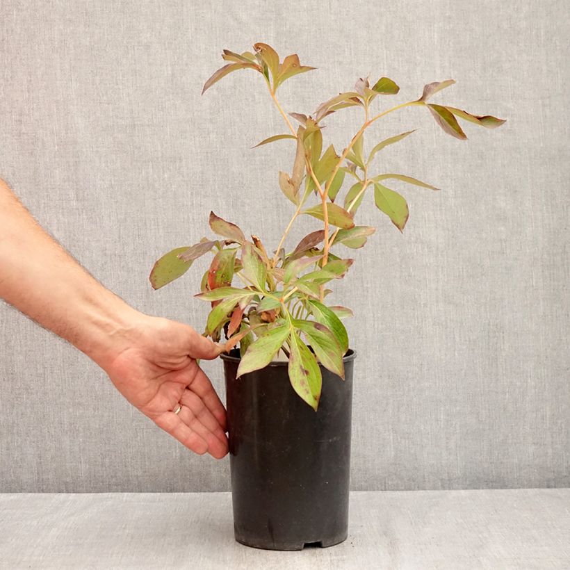 Exemplar von Paeonia lactiflora Lemon Chiffon - Edel-Pfingstrosen Topf mit 3L/4L wie im Sommer geliefert