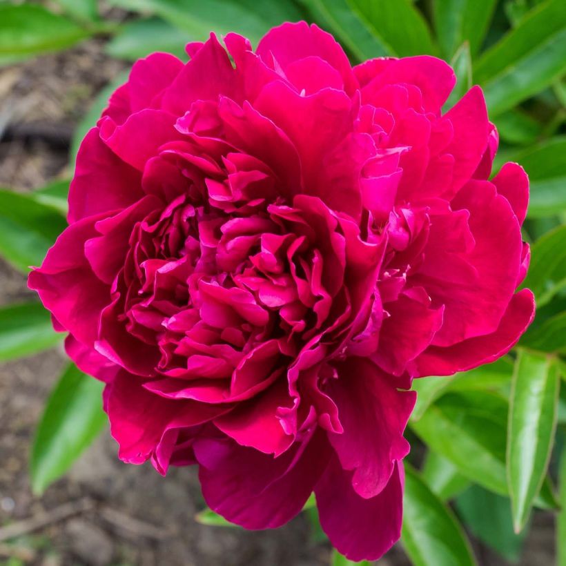Paeonia lactiflora Paeonia - Edel-Pfingstrosen (Flowering)