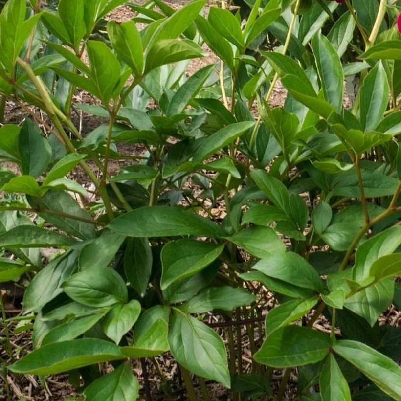 Paeonia lactiflora Paeonia - Edel-Pfingstrosen (Foliage)