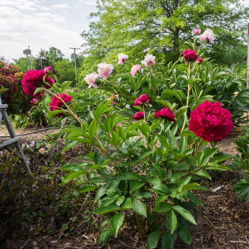 Paeonia lactiflora Paeonia - Edel-Pfingstrosen (Plant habit)