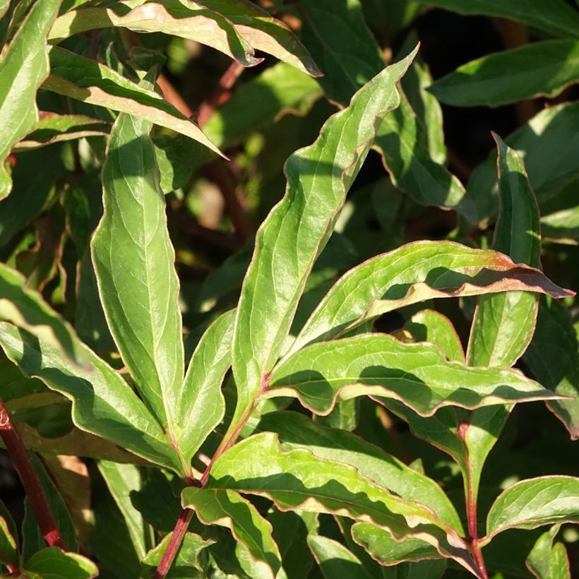 Paeonia lactiflora Marie lemoine - Edel-Pfingstrosen (Foliage)