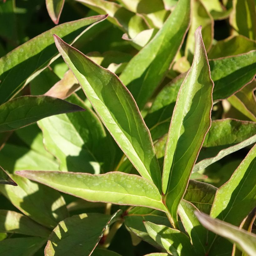 Paeonia x lactiflora Mistress - Edel-Pfingstrosen (Foliage)