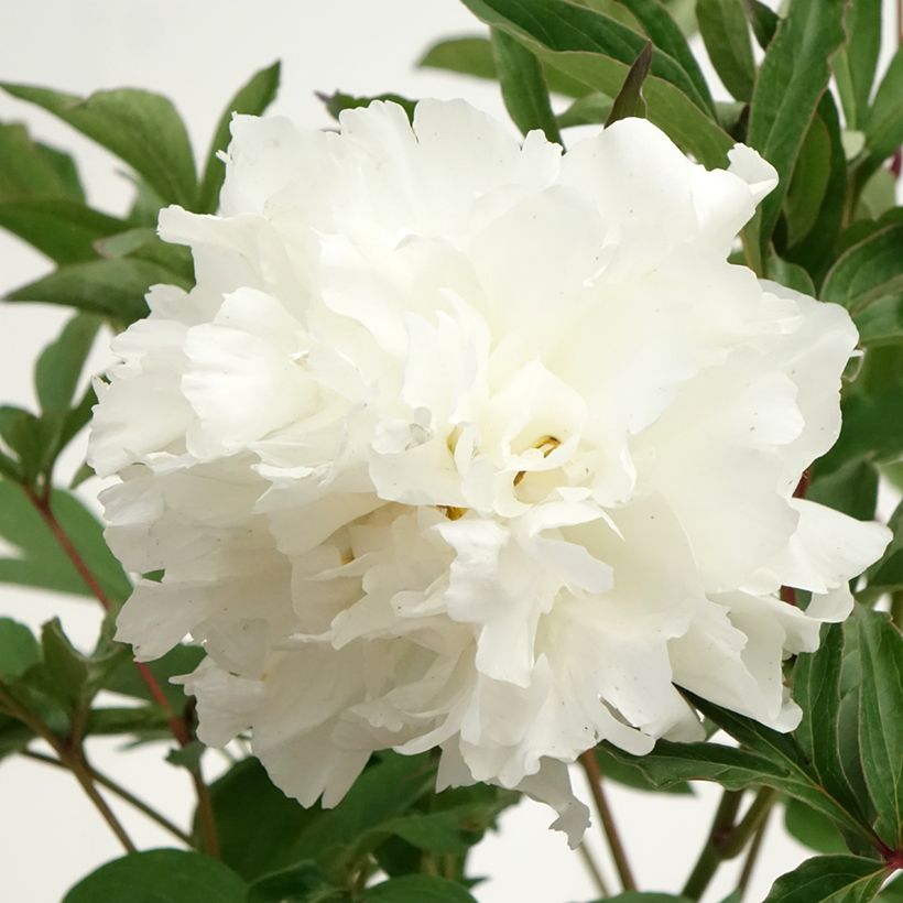 Paeonia x lactiflora Mistress - Edel-Pfingstrosen (Flowering)