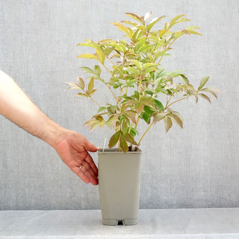 Example of Paeonia x lactiflora Mistress - Edel-Pfingstrosen Topf mit 4L/5L as you get in ete