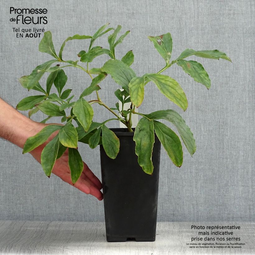 Example of Paeonia lactiflora Monsieur Jules Elie - Edel-Pfingstrosen Topf mit 3L/4L as you get in ete