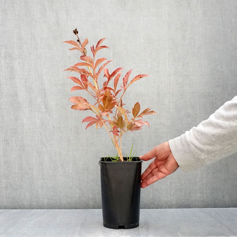 Exemplar von Paeonia lactiflora Monsieur Jules Elie - Edel-Pfingstrosen Topf mit 3L/4L wie im Herbst geliefert