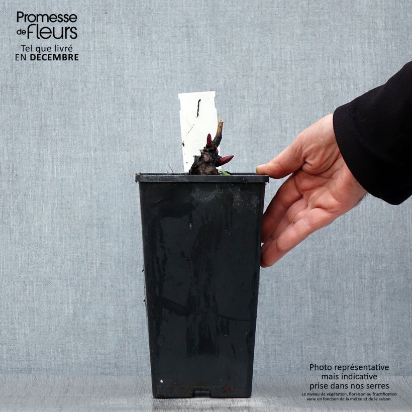 Exemplar von Paeonia lactiflora Monsieur Jules Elie - Edel-Pfingstrosen Topf mit 3L/4L wie im Winter geliefert