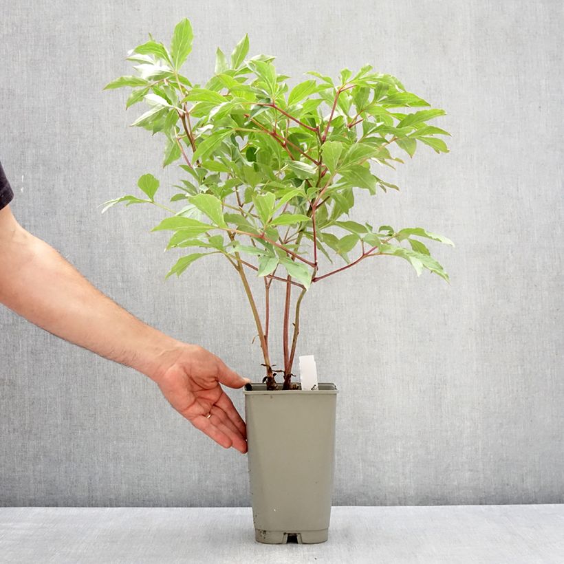 Example of Paeonia lactiflora Morning Kiss - Edel-Pfingstrosen Topf mit 3L/4L as you get in printemps