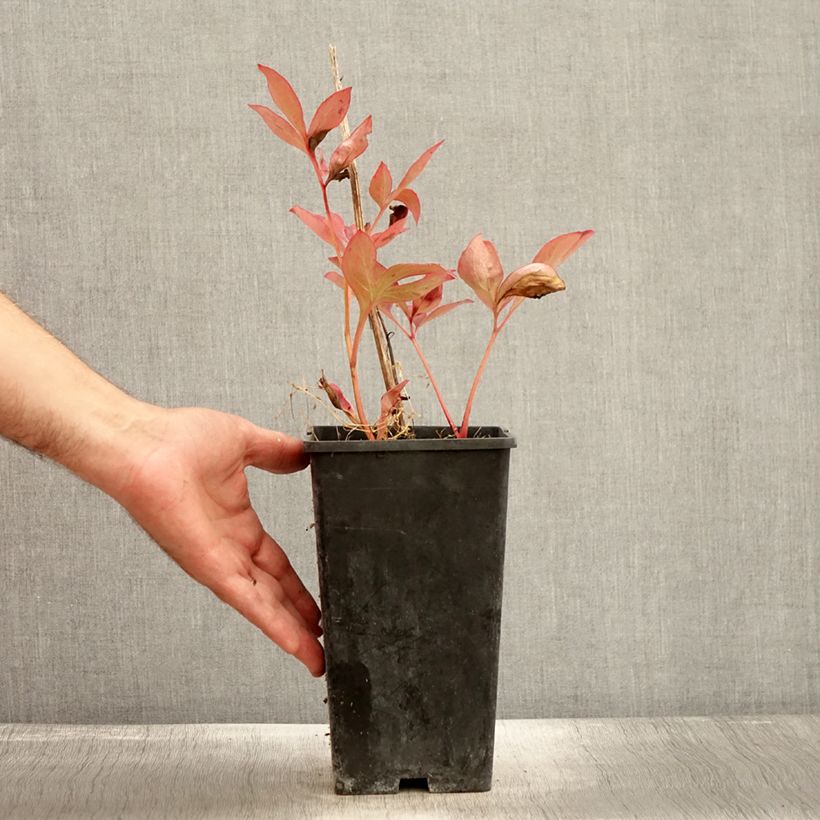 Example of Paeonia lactiflora Mother's Choice - Edel-Pfingstrosen Topf mit 3L/4L as you get in automne
