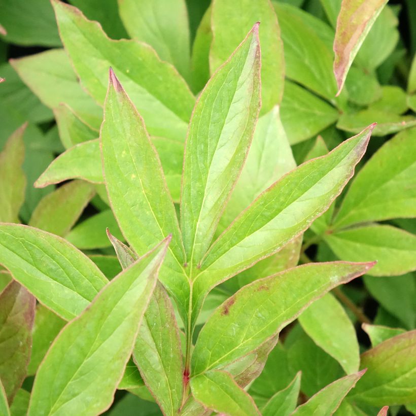 Paeonia x lactiflora Mrs JV Edlund - Edel-Pfingstrosen (Foliage)