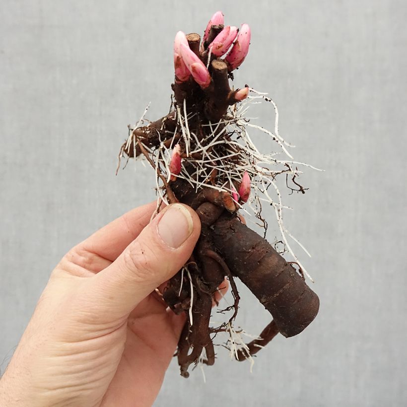 Example of Paeonia x lactiflora Mrs JV Edlund - Edel-Pfingstrosen Stamm 3/5 Augen as you get in hiver