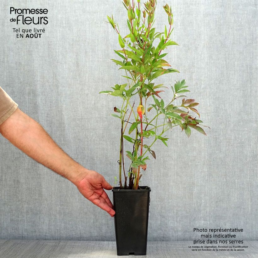 Exemplar von Paeonia lactiflora Neon - Edel-Pfingstrosen Topf mit 3L/4L wie im Sommer geliefert
