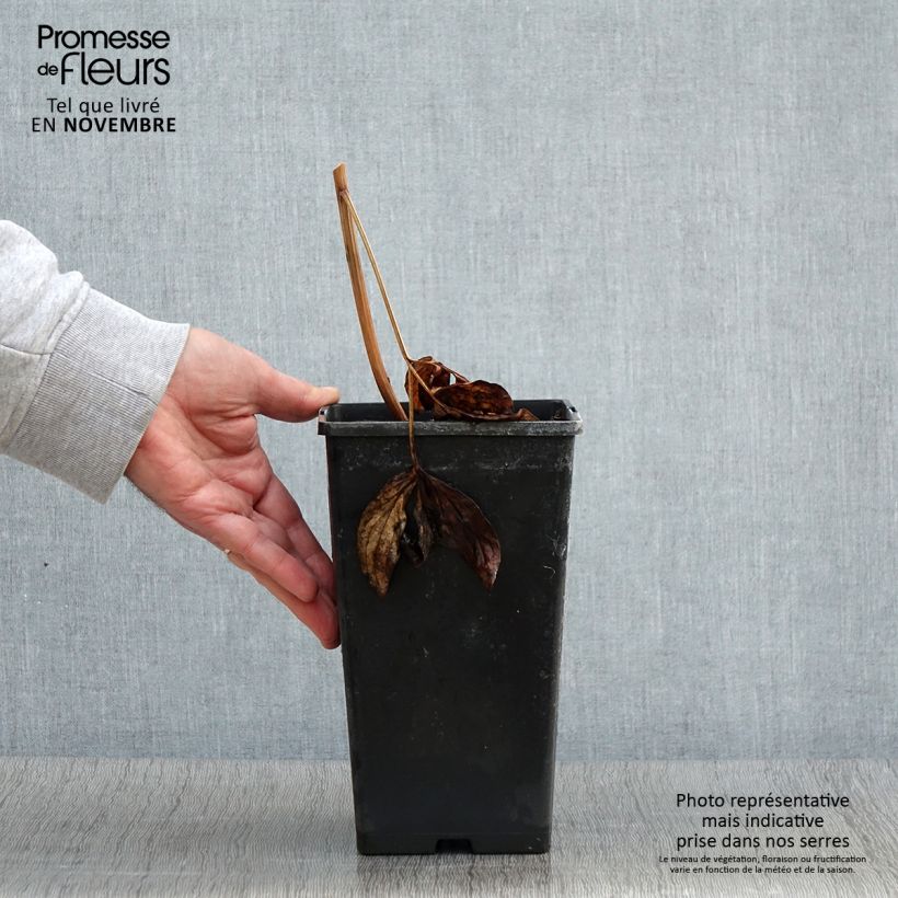 Example of Paeonia lactiflora Nippon Beauty - Edel-Pfingstrosen Topf mit 3L/4L as you get in automne