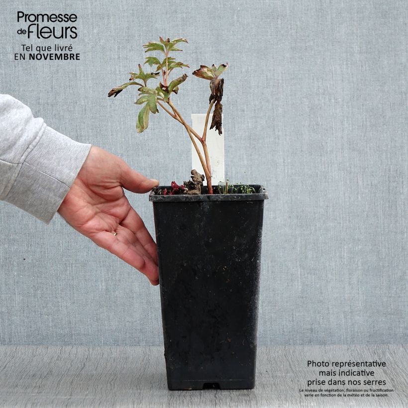 Example of Paeonia lactiflora Pink Hawaiian Coral - Edel-Pfingstrosen Topf mit 3L/4L as you get in automne