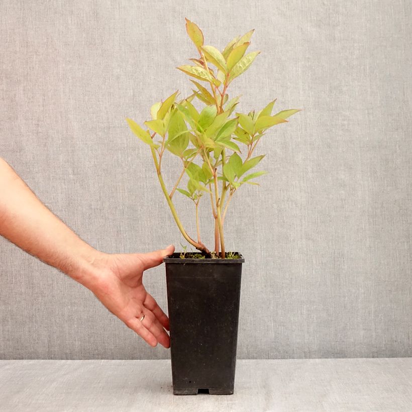 Example of Paeonia x lactiflora Pink Vanguard - Edel-Pfingstrosen Topf mit 4L/5L as you get in ete