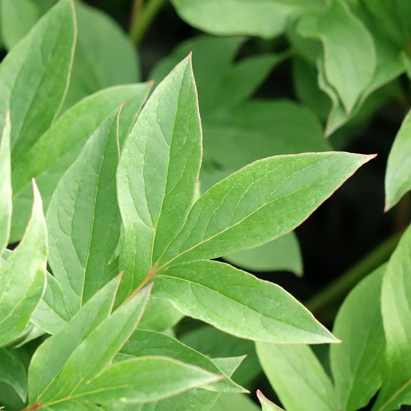 Paeonia x lactiflora Puffed Cotton - Edel-Pfingstrosen (Foliage)