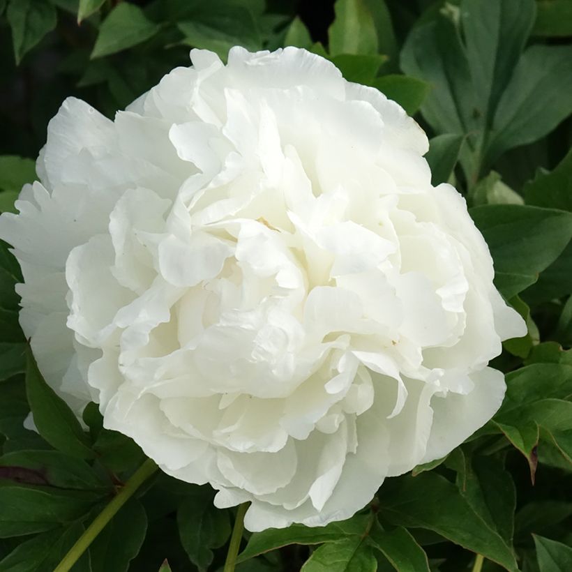 Paeonia x lactiflora Puffed Cotton - Edel-Pfingstrosen (Flowering)