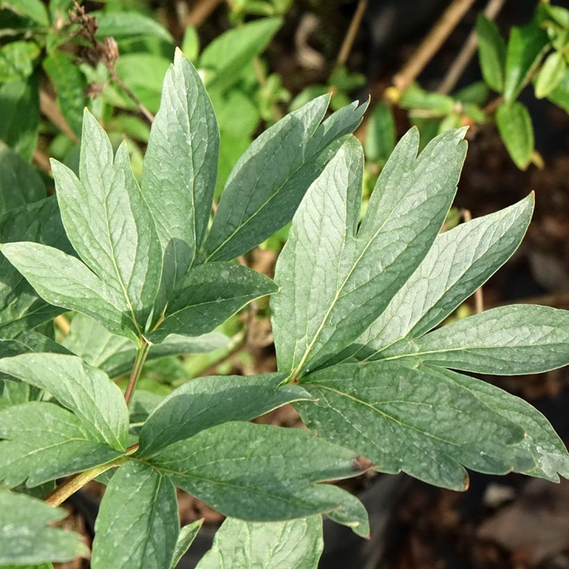 Paeonia x lactiflora Raspberry Charm - Edel-Pfingstrosen (Foliage)