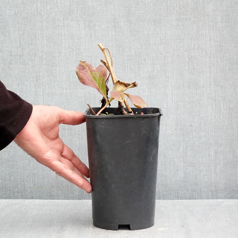 Exemplar von Paeonia x lactiflora Raspberry Charm - Edel-Pfingstrosen Topf mit 4L/5L wie im Herbst geliefert