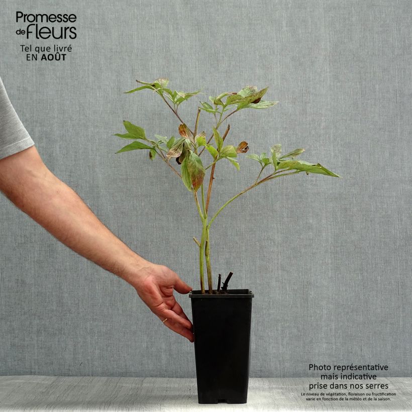 Example of Paeonia lactiflora Red Charm - Edel-Pfingstrosen Topf mit 3L/4L as you get in ete
