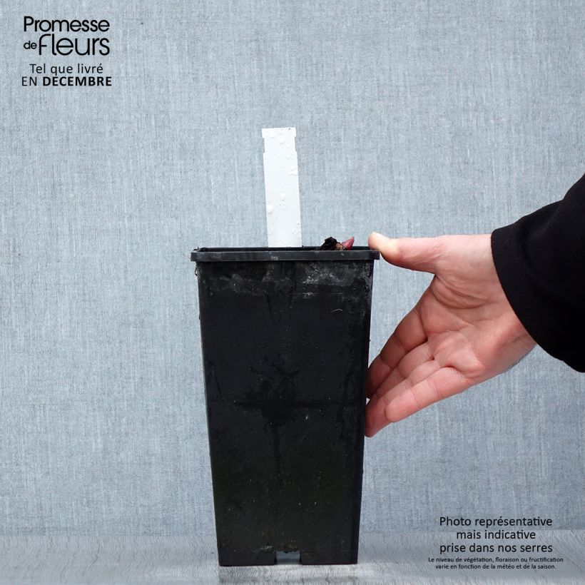 Exemplar von Paeonia lactiflora Red Charm - Edel-Pfingstrosen Topf mit 3L/4L wie im Winter geliefert