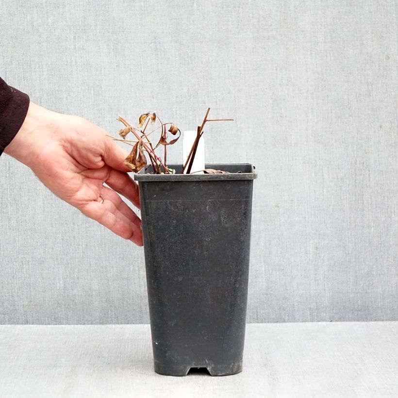 Exemplar von Paeonia lactiflora Reine Hortense - Edel-Pfingstrosen Topf mit 4L/5L wie im Herbst geliefert