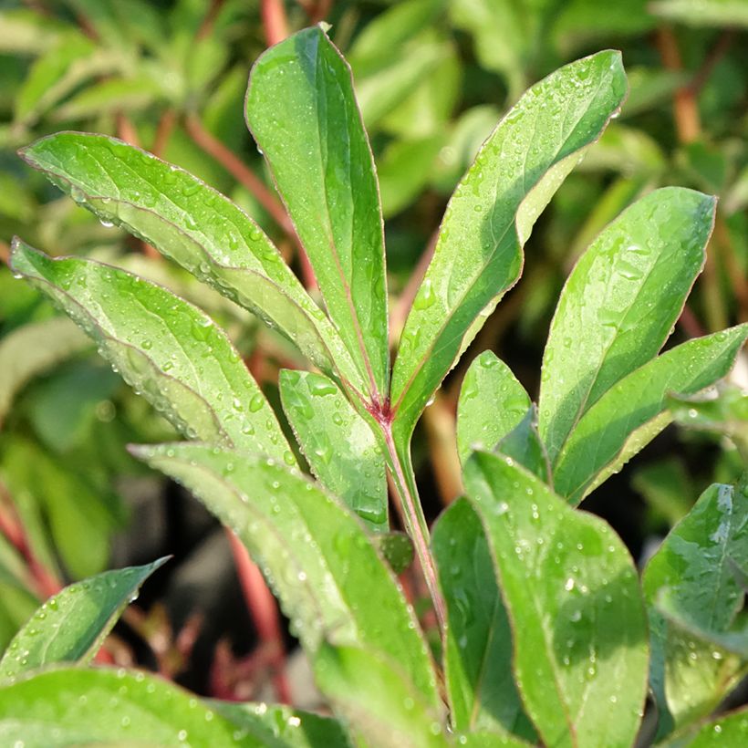 Paeonia lactiflora Konigin Wilhelmina - Edel-Pfingstrosen (Foliage)