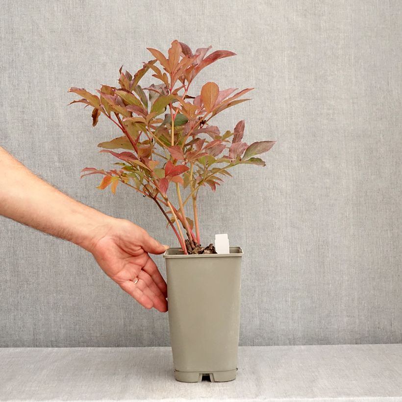Example of Paeonia lactiflora Konigin Wilhelmina - Edel-Pfingstrosen Topf mit 3L/4L as you get in ete
