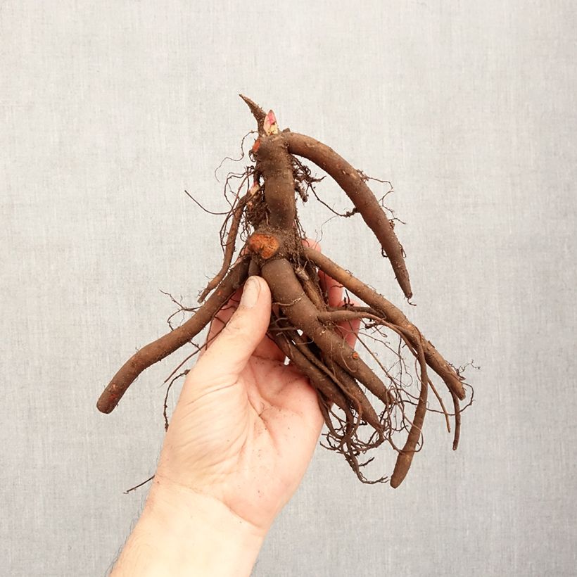 Exemplar von Paeonia lactiflora Sarah Bernhardt - Edel-Pfingstrosen Stamm 3/5 Augen wie im Winter geliefert