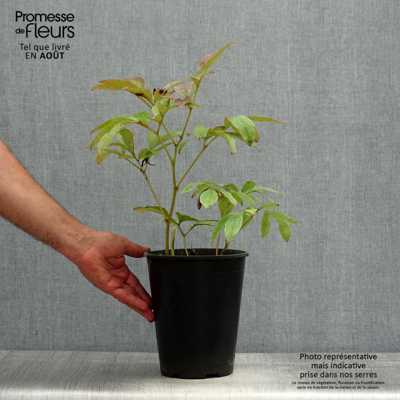 Example of Paeonia lactiflora Sea Shell - Edel-Pfingstrosen Topf mit 3L/4L as you get in ete