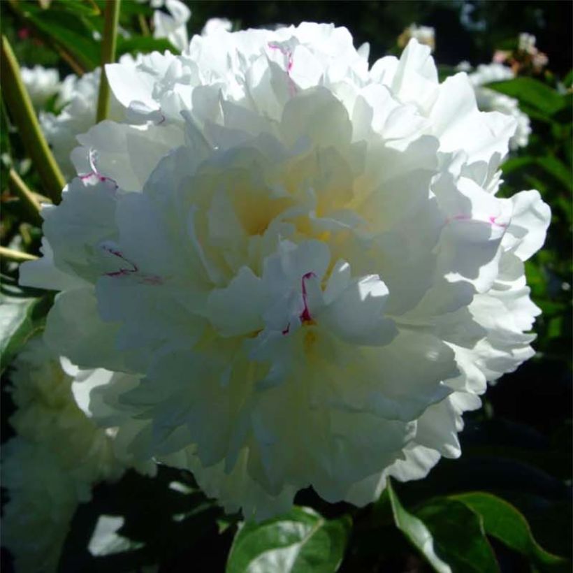 Paeonia lactiflora Solange - Edel-Pfingstrosen (Flowering)