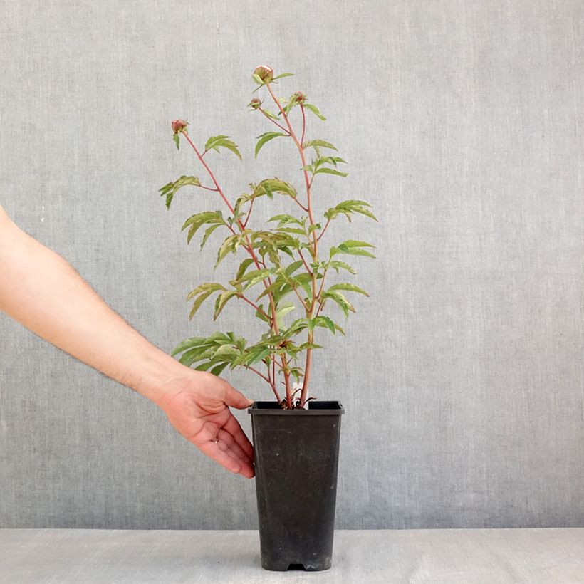 Exemplar von Paeonia lactiflora Solange - Edel-Pfingstrosen Topf mit 3L/4L wie im Frühjahr geliefert