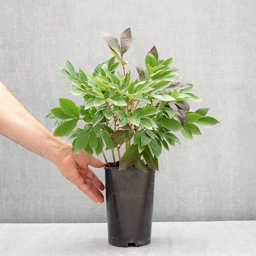 Example of Paeonia x lactiflora Think pink - Edel-Pfingstrosen Topf mit 4L/5L as you get in printemps