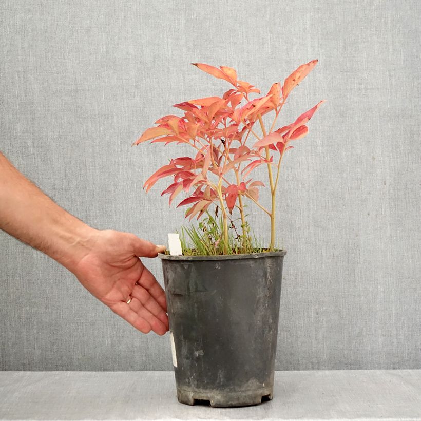 Exemplar von Paeonia lactiflora Top Brass - Edel-Pfingstrosen Topf mit 3L/4L wie im Herbst geliefert