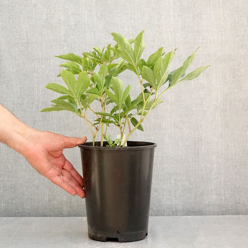 Example of Paeonia lactiflora Top Brass - Edel-Pfingstrosen Topf mit 3L/4L as you get in ete