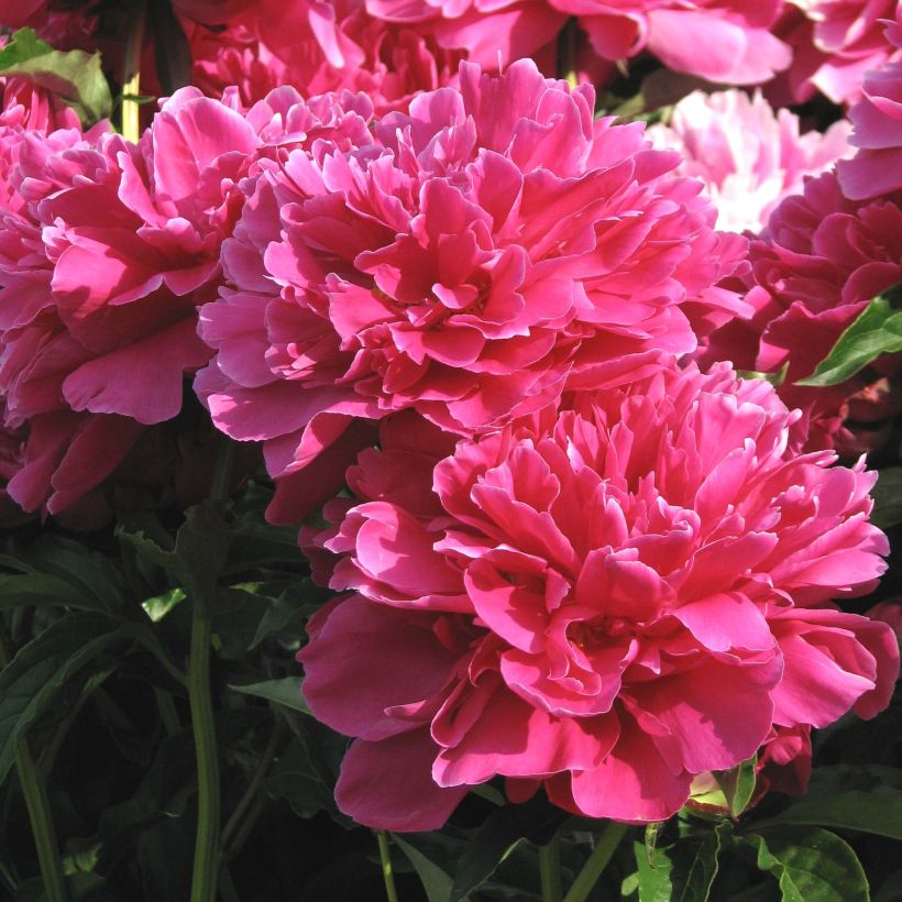 Paeonia lactiflora Victoire de la Marne - Edel-Pfingstrosen (Flowering)