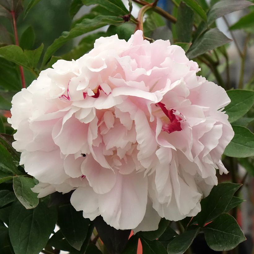 Paeonia x lactiflora Vogue - Edel-Pfingstrosen (Flowering)
