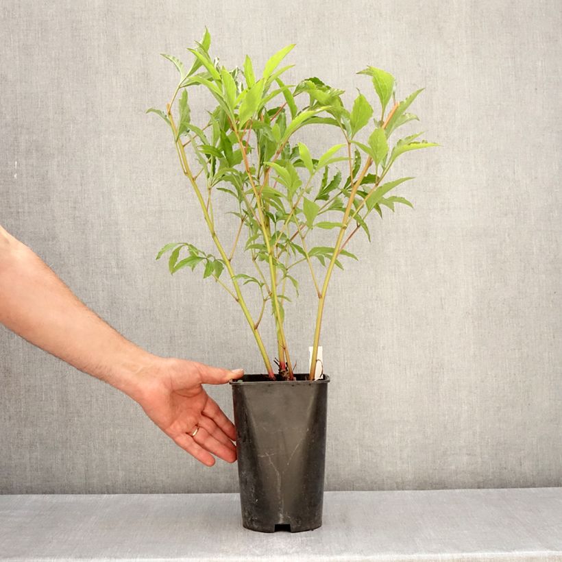 Example of Paeonia x lactiflora Vogue - Edel-Pfingstrosen Topf mit 4L/5L as you get in printemps